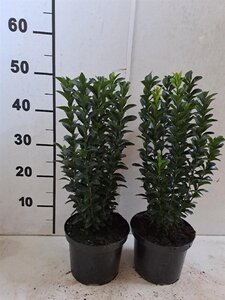 Euonymus jap. 'Jean Hugues' 30-40 cm cont. 2,0L - afbeelding 3