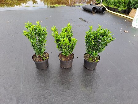 Euonymus jap. 'Jean Hugues' 30-40 cm cont. 2,0L - afbeelding 1