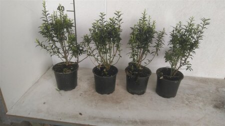 Euonymus jap. 'Microphyllus' 20-25 cm cont. 1,5L - afbeelding 2