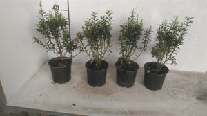 Euonymus jap. 'Microphyllus' 20-25 cm cont. 1,5L - afbeelding 2