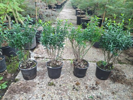 Euonymus jap. 'Microphyllus' 20-25 cm cont. 1,5L - afbeelding 1