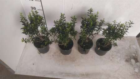 Euonymus jap. 'Microphyllus' 20-25 cm cont. 1,5L - afbeelding 3