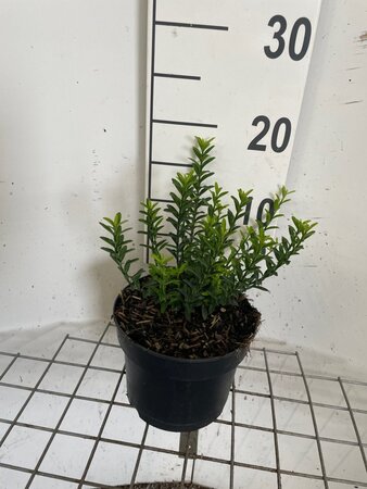 Euonymus jap. 'Microphyllus' geen maat specificatie cont. 2,0L - afbeelding 1