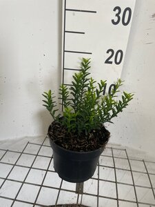 Euonymus jap. 'Microphyllus' geen maat specificatie cont. 2,0L