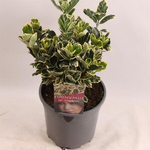 Euonymus jap. 'Silver Krista' 20-25 cm cont. 2,5L