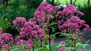 Eupatorium mac. 'JS Humble' geen maat specificatie 0,55L/P9cm