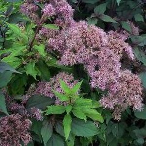 Eupatorium mac. 'Purple Bush' geen maat specificatie 0,55L/P9cm