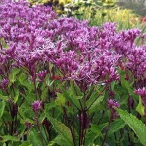 Eupatorium mac. 'Purple Bush' geen maat specificatie 0,55L/P9cm - afbeelding 2