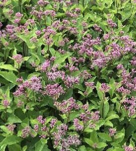 Eupatorium mac. 'Phantom' geen maat specificatie 0,55L/P9cm - afbeelding 1