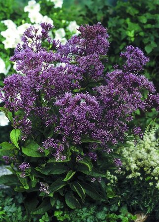Eupatorium mac. 'Phantom' geen maat specificatie 0,55L/P9cm - afbeelding 2