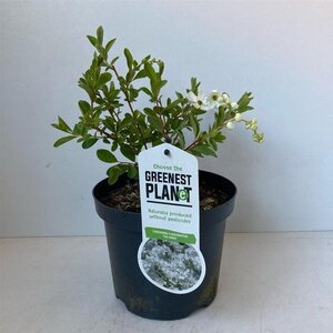 Exochorda 'The Bride' 30-40 cm cont. 3,0L