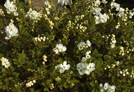 Exochorda 'The Bride' 40-60 cm cont. 3,0L - afbeelding 1