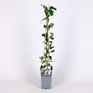 Exochorda 'The Bride' 70 cm vierkant 2L