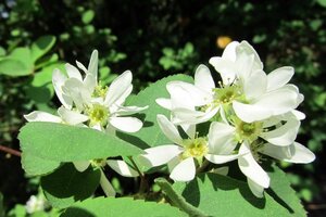 Exochorda racemosa 60-80 cm container
