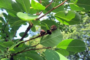 Exochorda racemosa 80-100 cm container - afbeelding 2