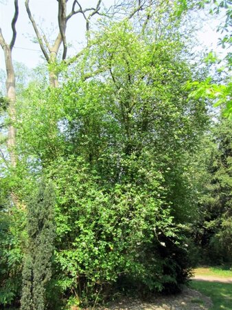 Exochorda racemosa 80-100 cm container - afbeelding 3