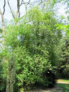 Exochorda racemosa 80-100 cm container - afbeelding 3
