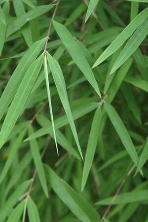 Fargesia angustissima 80-100 cm cont. 5,0L - afbeelding 1