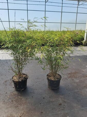 Fargesia angustissima 80-100 cm cont. 5,0L - afbeelding 4