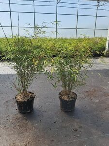 Fargesia angustissima 80-100 cm cont. 5,0L - afbeelding 4