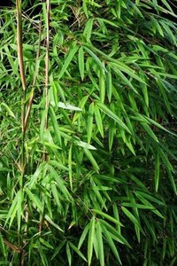 Fargesia angustissima 80-100 cm cont. 5,0L - afbeelding 3