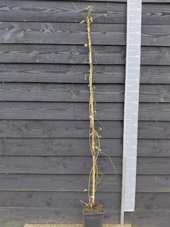 Fallopia baldschuanica 150-175 cm cont. 5,0L - afbeelding 3