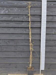 Fallopia baldschuanica 150-175 cm cont. 5,0L - afbeelding 3