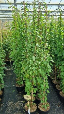 Fallopia baldschuanica 150-175 cm cont. 5,0L - afbeelding 2