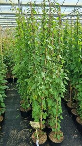 Fallopia baldschuanica 150-175 cm cont. 5,0L - afbeelding 2