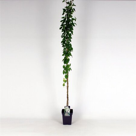 Fallopia baldschuanica 150-175 cm cont. 5,0L - afbeelding 1