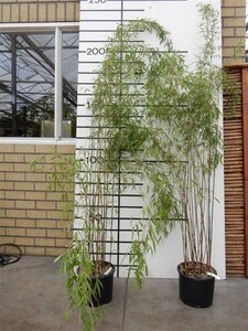 Fargesia 'Benniel1' 150-175 cm cont. 10L