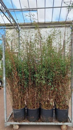 Fargesia Deep Purple 125-150 cm cont. 15L