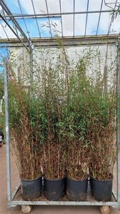Fargesia Deep Purple 125-150 cm cont. 15L