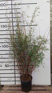 Fargesia Deep Purple 150-175 cm cont. 15L