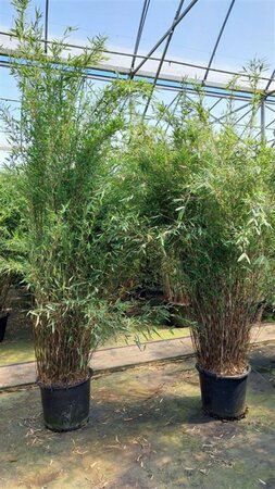 Fargesia Deep Purple 175-200 cm cont. 30L