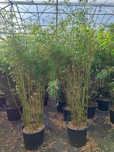 Fargesia denudata 'Xian 2' 175-200 cm cont. 30L - afbeelding 2