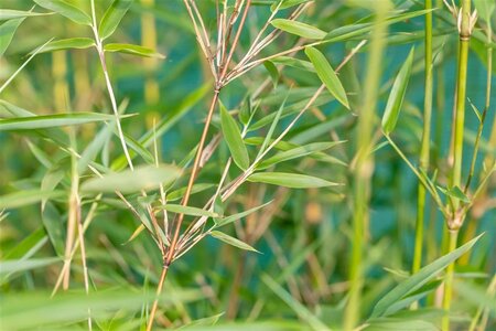 Fargesia denudata 'Xian 2' 175-200 cm cont. 30L - afbeelding 1