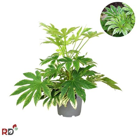 Fatsia japonica 'Spider's Web' geen maat specificatie cont. 5,0L - afbeelding 3