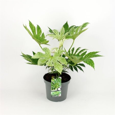 Fatsia japonica 'Spider's Web' geen maat specificatie cont. 5,0L - afbeelding 2