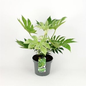 Fatsia japonica 'Spider's Web' geen maat specificatie cont. 5,0L - afbeelding 2