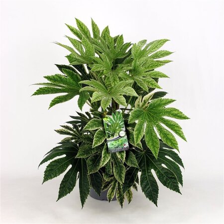Fatsia japonica 'Spider's Web' geen maat specificatie cont. 7,5L - afbeelding 2