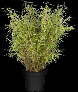 Fargesia mur. 'Jumbo' 100-125 cm cont. 18L