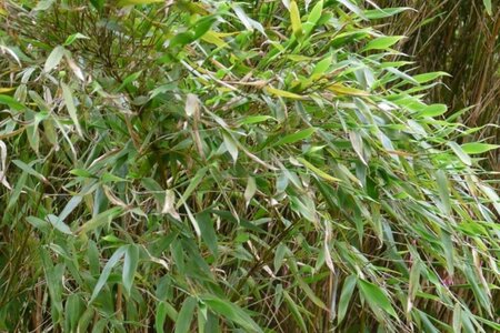 Fargesia mur. 'Jumbo' 100-125 cm cont. 18L - afbeelding 2