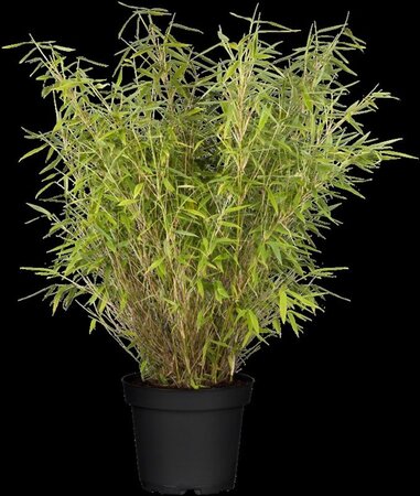 Fargesia mur. 'Jumbo' 100-125 cm cont. 7,5L - afbeelding 1