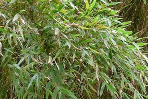 Fargesia mur. 'Jumbo' 100-125 cm cont. 7,5L - afbeelding 2