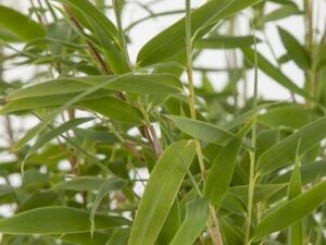 Fargesia mur. 'Jumbo' 100-125 cm cont. 7,5L - afbeelding 3