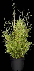 Fargesia mur. 'Simba' geen maat specificatie cont. 7,5L