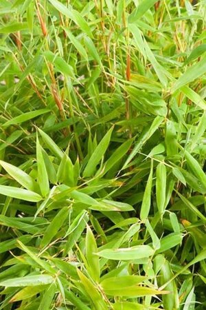 Fargesia mur. 'Simba' geen maat specificatie cont. 7,5L - afbeelding 2