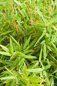 Fargesia mur. 'Simba' geen maat specificatie cont. 7,5L - afbeelding 2