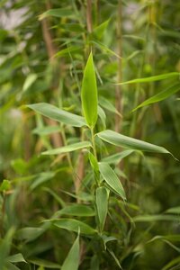 Fargesia mur. 'Simba' geen maat specificatie container